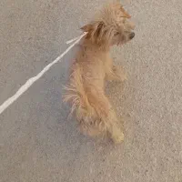 سگ پا کوتا|سگ|فارسان, |دیوار