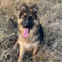 فروش ژرمن ماده