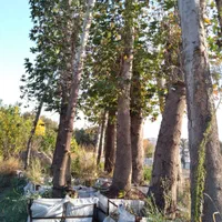 نهال و درخت گل و گیاه تزینات باغ و باغچه