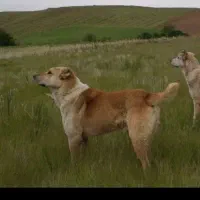 گم شده|سگ|سنندج, |دیوار