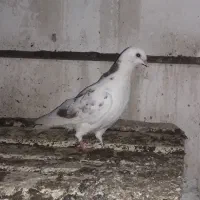 کبوترغریبگیری|پرنده|آمل, |دیوار