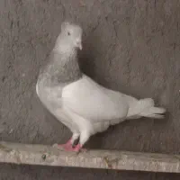 کله‌ای نر
