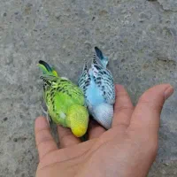 جوجه مرغ عشق