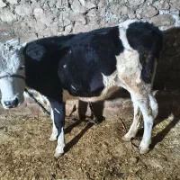 گوساله ماده سمینتال|حیوانات مزرعه|دهدشت, |دیوار