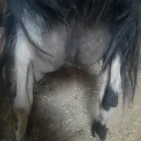 بز شیری
