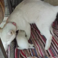 گربه اسکاتیش باتوله هاش|گربه|مشهد, شهید شهریاری|دیوار