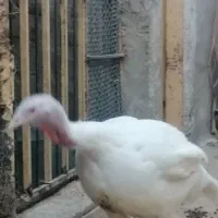 بقلمون