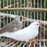 خرید و فروش پرنده