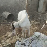 بز نر|حیوانات مزرعه|چابهار, |دیوار