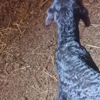 بره‌شیری‌غزل‌‌کله‌‌سفید‌ماده
