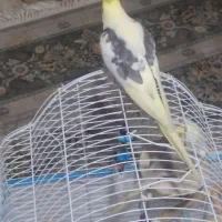 دو عدد طوطی عروس هلندی نر زیبا|پرنده|رشت, سعدی (تختی)|دیوار