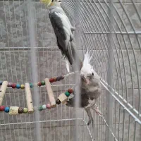 عروس های کاملا دستی|پرنده|قم, بکایی|دیوار