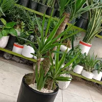 مانسترا کینگفیلندرون نارنجی سانسوریا زاموفیلیا