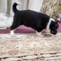 توله سگ میکس ماده پدرمادردار، ۵پشت نگهبان|سگ|ورامین, ورامین|دیوار