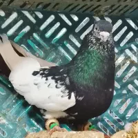 تعدادی کبوتر طوقی، کله زرد و سینه کله|پرنده|مشهد, گاز|دیوار