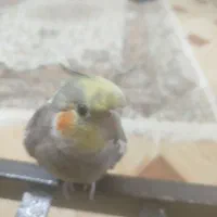 عروس هلندی گم شده