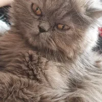 گربه ملوس پرشین کت ۱۸۰۰ بهترین قیمت