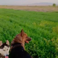 سگ ژرمن نر جنس دار|سگ|بوئین زهرا, |دیوار