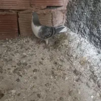 گرفتنی|پرنده|سبزوار, شهرک ابوذر|دیوار