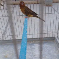 قناری سرخ اگات|پرنده|اصفهان, آزادان|دیوار