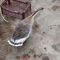 قوغاز نر درشت نژاد دار