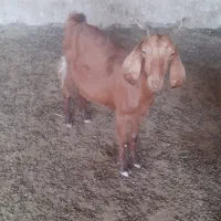 ۱۰۰۰۰۰۰۰|حیوانات مزرعه|شیراز, اکبر آباد|دیوار