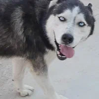 هاسگی خوش قیمت|سگ|شیراز, منطقه هوایی شهید دوران|دیوار