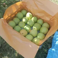 سیب درجه یک