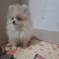 سگ پامرانین دو سر خرسی