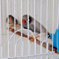 فنچ لپ سیاه