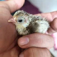 دستگاه جوجه کشی و تخم نطفه دار