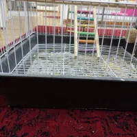 عروس هلندی سخنگو باقفس یک متری با کلی وسایل|پرنده|مشهد, رضاشهر|دیوار