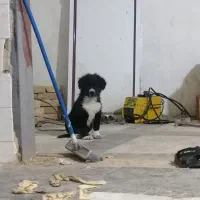 توله قدرجونی|سگ|مسجد سلیمان, |دیوار