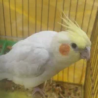 عروس هلندی دستی سخنگو