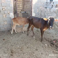 دو راس گوساله ماده
