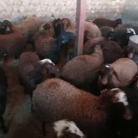 گوساله|حیوانات مزرعه|خرمآباد, |دیوار