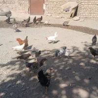 جوجه‌مرغ‌۵ماهه|حیوانات مزرعه|گلبهار, نوبهار|دیوار
