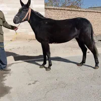 فروش انواع قاطر سواری باری