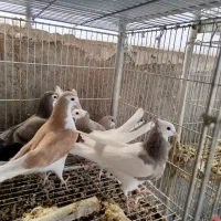 ۱۰ عدد جوجه آماده دست پر