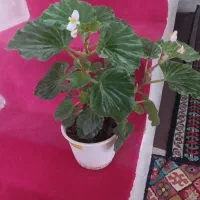 گل طبیعی زیبا