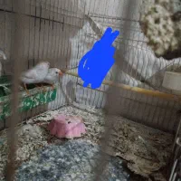 فنچ قناری سهره|پرنده|شیروان (خراسان), |دیوار