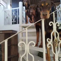 دوبرمن اصیل