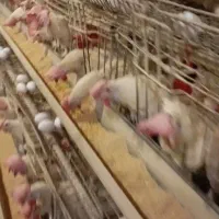 مرغ سفید.|حیوانات مزرعه|سمنان, |دیوار