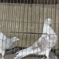 کفتر تهرانی مایه کفتر شمرونی