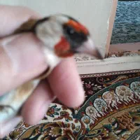 سهره صدرصدنر|پرنده|قم, ناصردیوان|دیوار