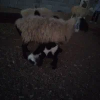 میش،بره|حیوانات مزرعه|زیرکوه, |دیوار