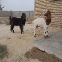 بزغاله ماده|حیوانات مزرعه|گنبد کاووس, |دیوار