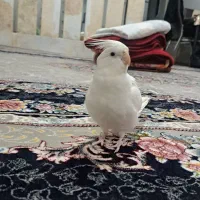 عروس آلبینو بالغ ماده دستی|پرنده|قم, نوبهار|دیوار