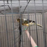 قناری ماده ابلق|پرنده|قزوین, |دیوار