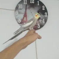 ی جفت عروس هلندی مولد دستی مولد با ۳تا جوجه|پرنده|پاکدشت, پاکدشت (مامازند)|دیوار